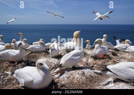 Helgoland, Allemagne. 15 juin 2021. Les gantets se reproduisent sur la roche de guillemot de l'île en haute mer de Helgoland. Credit: Marcus Brandt/dpa/Alay Live News Banque D'Images