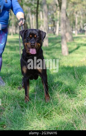 Un chien noir avec un manipulateur se tient sur l'herbe verte. Une femme adulte, Rottweiler, regarde la caméra avec intérêt. Bouche ouverte avec la langue adhérant ou Banque D'Images