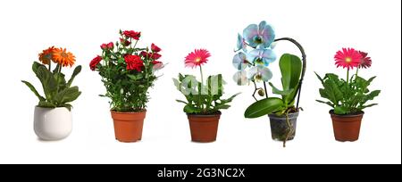 Collection de plantes florales en pots isolés sur fond blanc Banque D'Images