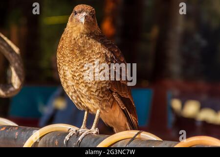 Foyer sélectif d'un bel oiseau brun de ChChimango caracara perching sur le métal Banque D'Images