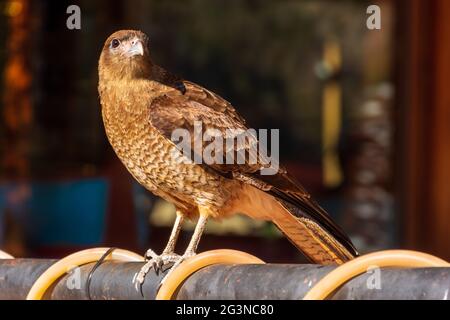 Foyer sélectif d'un bel oiseau brun de ChChimango caracara perching sur le métal Banque D'Images