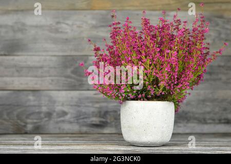 Erica gracilis plante en pot de fleur sur fond de bois Banque D'Images