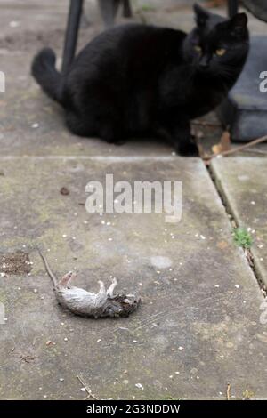 Un chat domestique a attrapé un petit rongeur ou une proie de rat dans le jardin avec une faible profondeur de champ Banque D'Images