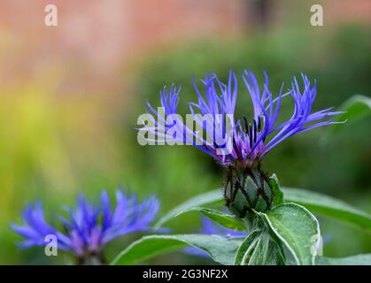 La tête de fleur d'un magnifique Cornflower de montagne (Centaurea cyanus) Banque D'Images