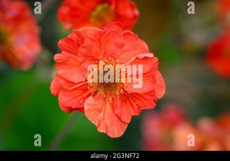 Belle fleur de Geum rouge vif (espèces de Rosaceae) Banque D'Images