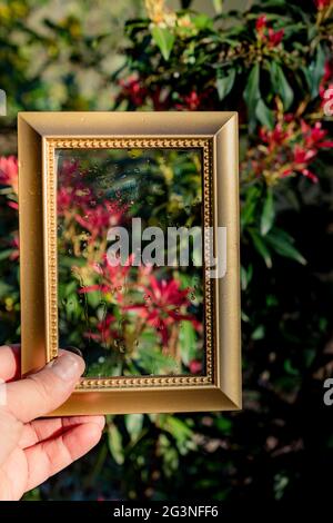 Fleur d'arbre de belles fleurs dans un cadre Banque D'Images