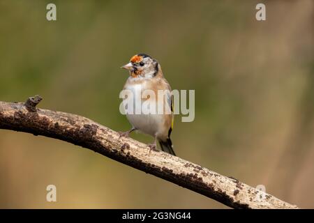 Goldfinch juvénile, perché sur une branche, gros plan dans une forêt, en Écosse en hiver Banque D'Images