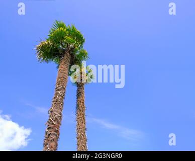 Vue de dessous des grands palmiers qui s'élève sur un fond de ciel bleu et de nuages. Fond tropical naturel. Photo de haute qualité Banque D'Images