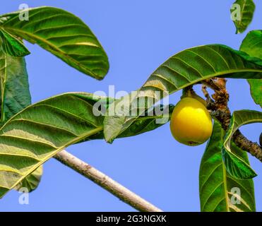 Les fruits du médlar japonais mûrissent sur l'arbre. Arbre de loquat . Banque D'Images