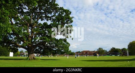 Match de cricket avec grand Oak Tree à l'intérieur de la frontière de cricket sur Ickwell Green Bedfordshire Angleterre Banque D'Images