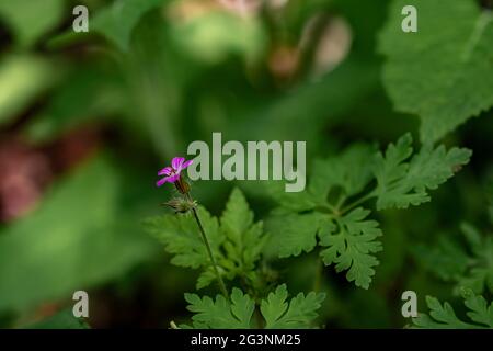 Géranium robertianum en pleine croissance dans la forêt, macro Banque D'Images