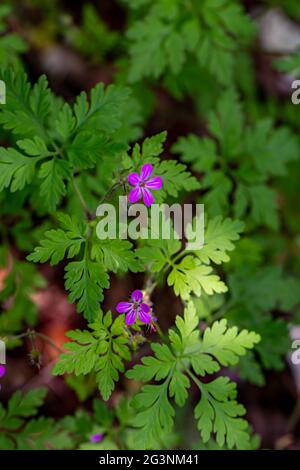 Géranium robertianum en croissance dans le champ Banque D'Images