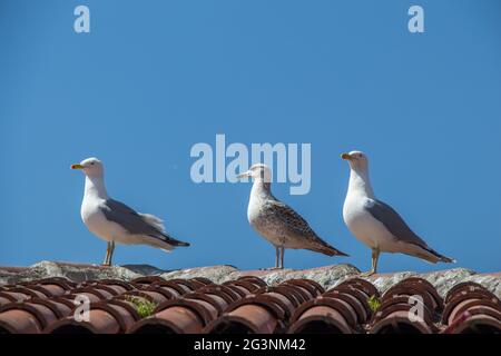 Mouettes assis sur le toit Banque D'Images