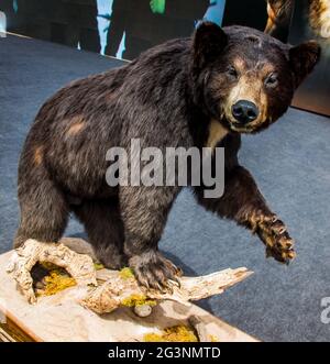 Le grand ours noir farci en tant qu'animal sauvage en vue Banque D'Images