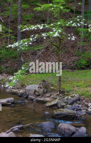Au printemps, un arbre de Dogwood se blogue le long d'une crique dans un parc boisé. Banque D'Images