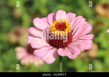 De belles fleurs de Zinnia dans la nature Banque D'Images