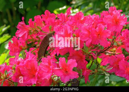 Rhododendron en fleur, plante de jardin, Bavière, Allemagne, Europe Banque D'Images