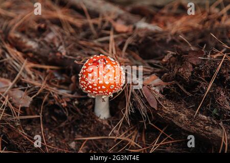 Mouche rouge champignon agarique ou tabouret dans l'herbe et le feuillage de conifères. Le nom latin est Amanita muscaria. Champignon toxique. Banque D'Images