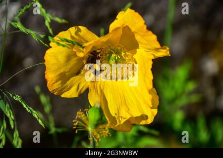 Abeille dans le pavot gallois jaune Banque D'Images