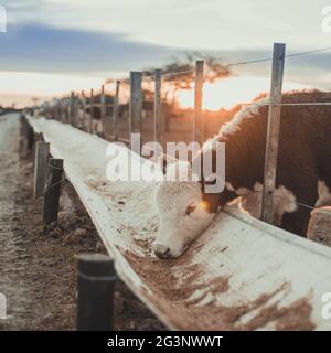 Vache mangeant dans un corral dans un champ Banque D'Images