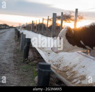 Vache mangeant dans un corral dans un champ Banque D'Images