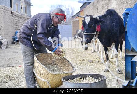 (210617) -- LHASSA, 17 juin 2021 (Xinhua) -- Sonam nourrit son bétail au village de Xaga, canton d'EMA, comté de Namling, ville de Xigaze, région autonome du Tibet du sud-ouest de la Chine, 18 avril 2021. Sonam, 86 ans, résidant du village de Xaga, a commencé à travailler dur lorsqu'il avait 13 ans dans un manoir local, où, outre la garde des enfants du propriétaire du manoir, il a dû grader les animaux pendant la journée et les garder nourris pendant la nuit. Il lui-même, cependant, n'avait pas suffisamment de nourriture et de vêtements, et a été forcé de dormir avec les animaux au niveau de la bergerie. « J'avais été maltraité verbalement et physiquement si souvent que je Banque D'Images