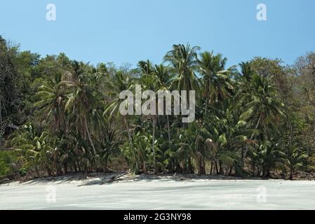 Plage tropicale de palmiers sur l'île de cebaco panama Banque D'Images