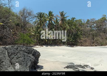 Plage tropicale de palmiers sur l'île de cebaco panama Banque D'Images
