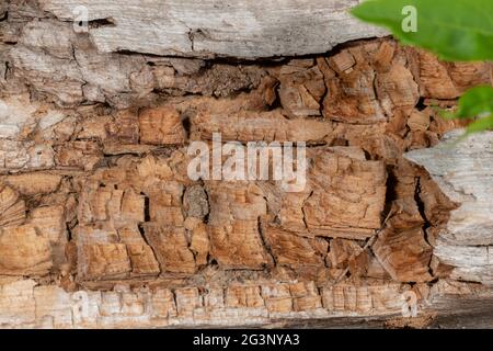 Interface ancienne et décadée d'un arbre abattu avec des feuilles vertes et un espace de copie comme arrière-plan Banque D'Images