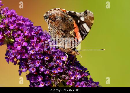 Amiral sur lilas d'été Banque D'Images
