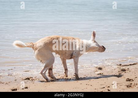 Jeune chien féminin qui se secoue de l'eau sur la plage en été Banque D'Images