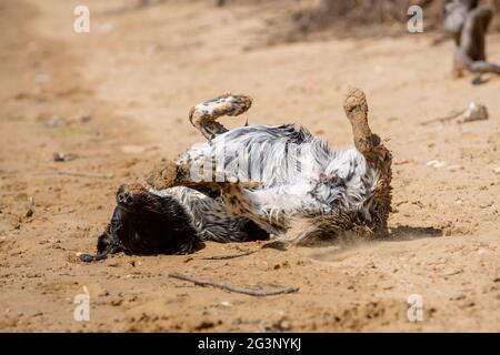 Joyeux jeune chien noir et blanc whant dans le sable sur la plage en été Banque D'Images