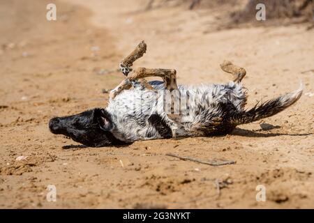 Joyeux jeune chien noir et blanc whant dans le sable sur la plage en été Banque D'Images