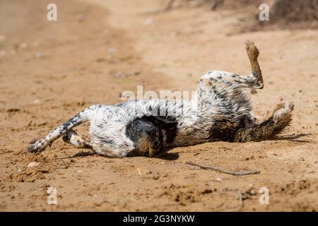 Joyeux jeune chien noir et blanc whant dans le sable sur la plage en été Banque D'Images