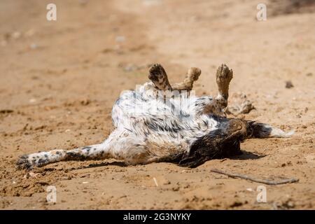 Joyeux jeune chien noir et blanc whant dans le sable sur la plage en été Banque D'Images