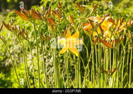 Fleurs de nénuphars jaunes dans un jardin d'été. Banque D'Images