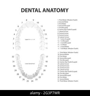 Vector 3d Realistic Teeth, Upper, Lower Adult Jaw, vue de dessus. Concept anatomique. Orthodontiste Human Teeth Scheme isolé. Santé bucco-dentaire médicale. Conception Illustration de Vecteur