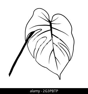 Contours de feuilles de monstère. Clipart vecteur isolé. Motif botanique monochrome dessiné à la main minimal. Illustration de Vecteur