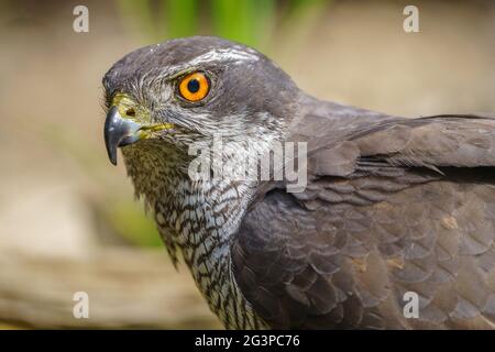 Vue rapprochée du Northern Gooshawk (Accipiter gentilis), avec arrière-plan hors foyer. Banque D'Images