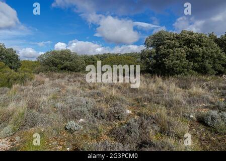 Forêts et forêts méditerranéennes dans la municipalité d'Olmeda de las Fuentes, province de Madrid, Espagne Banque D'Images