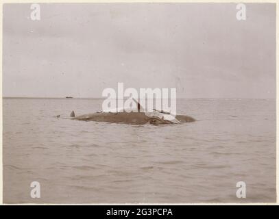 Carcasse flottante d'une baleine morte, vraisemblablement pour la côte française. Partie d'un album photo d'un photographe amateur français avec des enregistrements d'une famille, Distillery Delizy & Doakau fils, l'armée et les sites touristiques en France. Banque D'Images