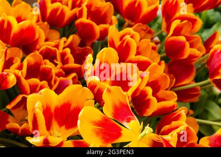 Tulip. Beau bouquet de tulipes. tulipes colorées. tulipes au printemps tulipes colorées, Banque D'Images