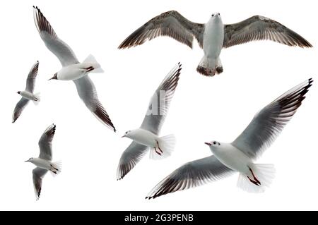 Ensemble de mouettes volant isolées sur fond blanc. Collection d'oiseaux isolée sur blanc. Groupe de goélands de mer Banque D'Images