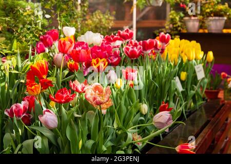 Tulip. Beau bouquet de tulipes. tulipes colorées. tulipes au printemps tulipes colorées, Banque D'Images