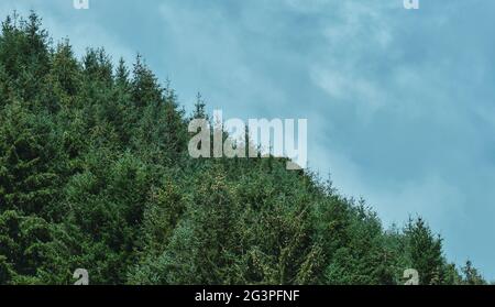 Ligne d'arbres dans un ciel nuageux Banque D'Images