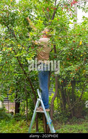 Un homme dans le jardin se tient sur une échelle pliante et cueille les cerises mûres d'un arbre. Banque D'Images