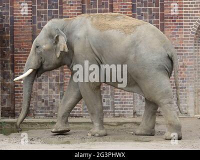 Éléphant de taureau asiatique VOI Nam dans le Temple de l'éléphant de Ganesha Mandir au ZOO de Leipzig Banque D'Images