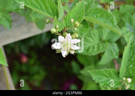Fourmis et pucerons sur des fleurs et des bourgeons de mûres. Été. Banque D'Images