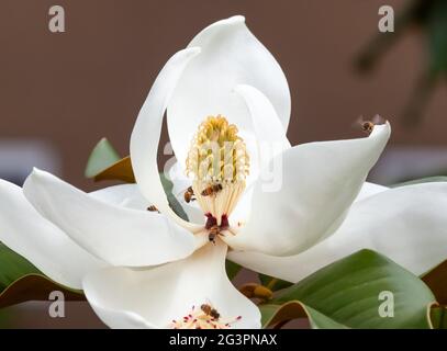 la fleur de magnolia blanche se ferme avec la pollinisation des abeilles au printemps Banque D'Images