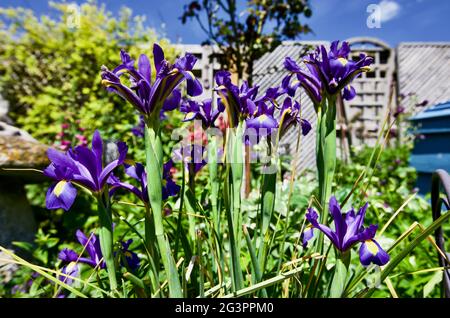 Beauté Saphir Iris (Dutch Iris) Banque D'Images